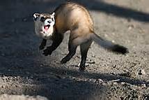 2016.04.08.weaselwardance
